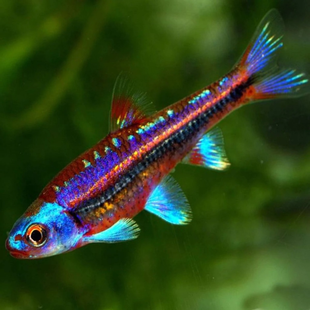Rainbow Shiner - Ikan Hias dengan Warna Pelangi yang Memukau dari Sungai Amerika Utara