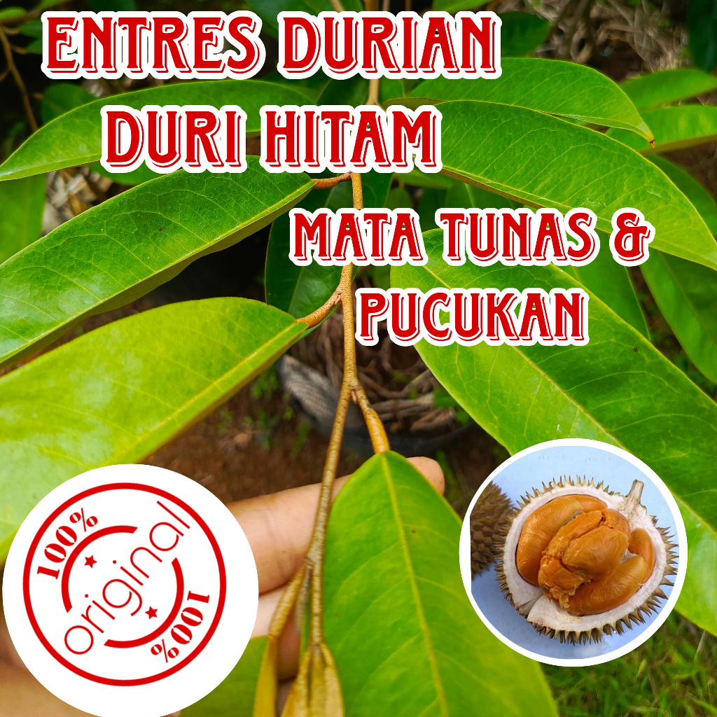 ENTRES PUCUKAN DURIAN OCHEE ATAU DURI HITAM MATA TUNAS SUPER