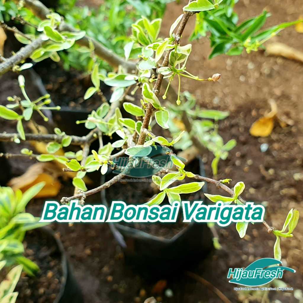 Anting Putri Mikro Varigata Bahan Bonsai | HijauFresh | @HijauFresh | #HijauFresh