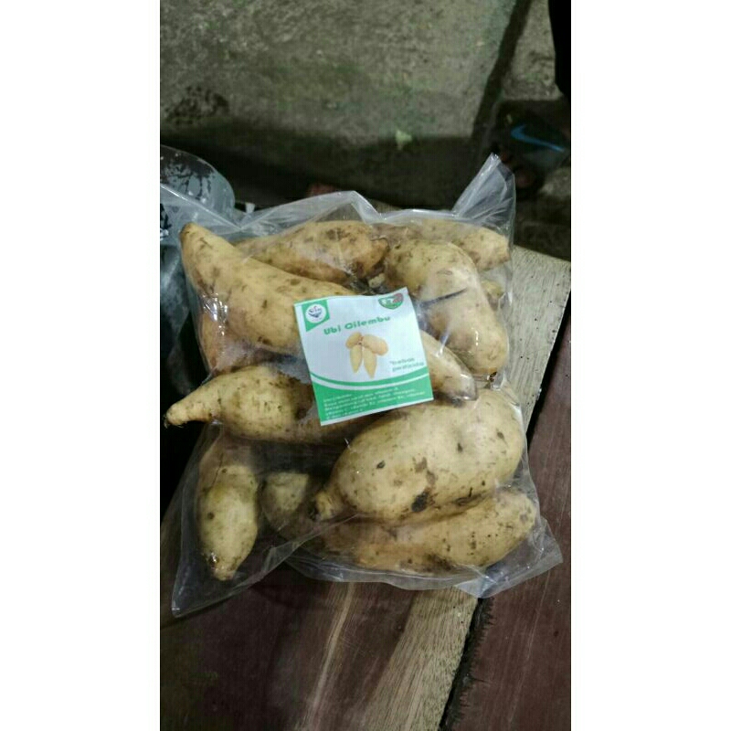 

ubi Cilembu mentah