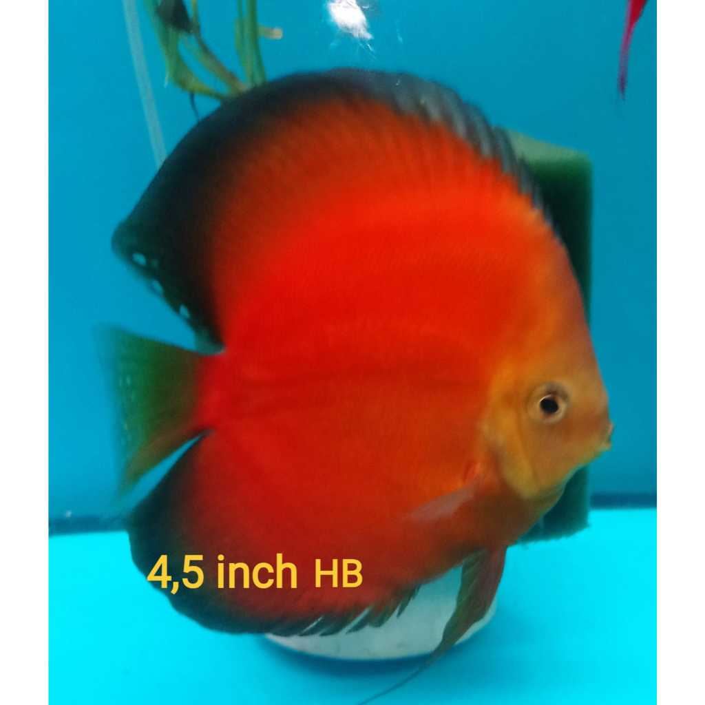 Discus Golden Yellow Kuning 4,5 inch High Body HB