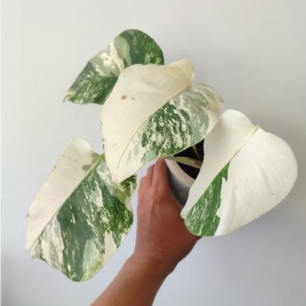 Monstera varigata white tiger