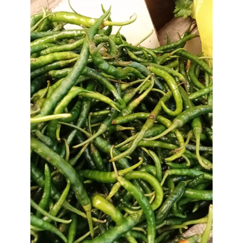 

cabe keriting hijau berat 250grm