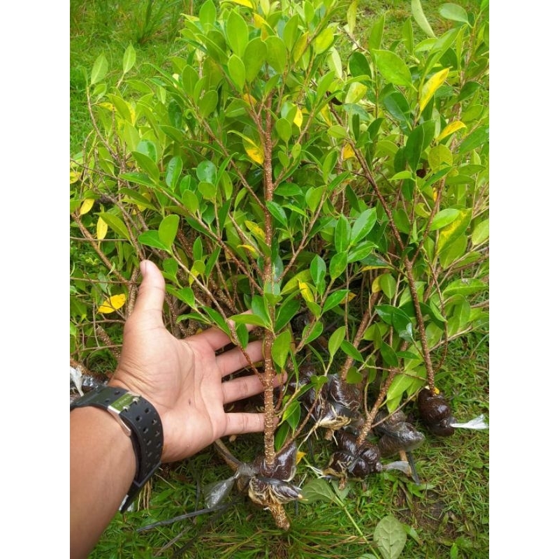 bibit kimeng bahan bonsai|cangkokan beringin kimeng