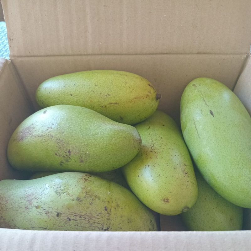 

Mangga muda