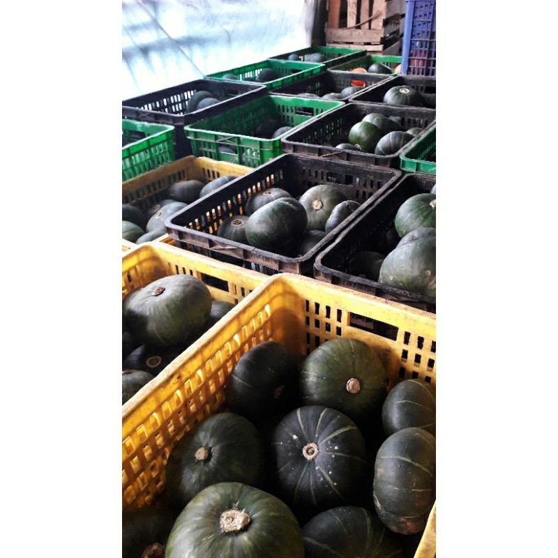 

kabocha.labujepangoren/hijau