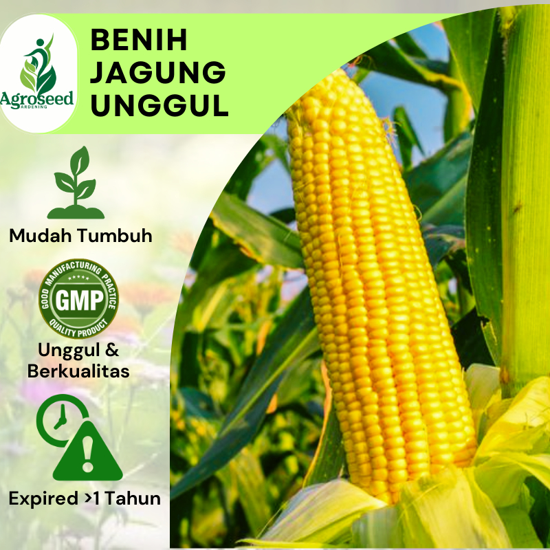 ±50 Benih Jagung Manis Termurah Tanaman Super Bibit Unggul Cepat Tumbuh Isi Banyak