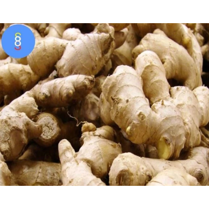 

JAHE GAJAH / JAHE BESAR