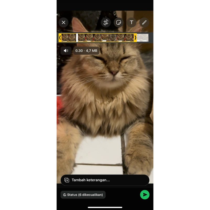 kitten persia betina mix maincone