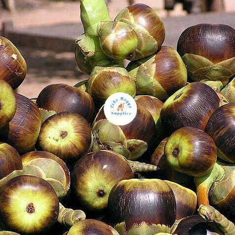 Buah Lontar Utuh Segar Belum Dikupas | Buah Kaya Manfaat Kesehatan