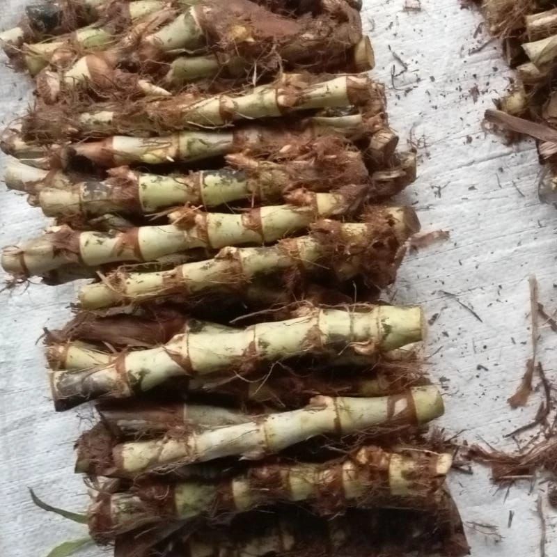 bibit rumput odot/pakchong