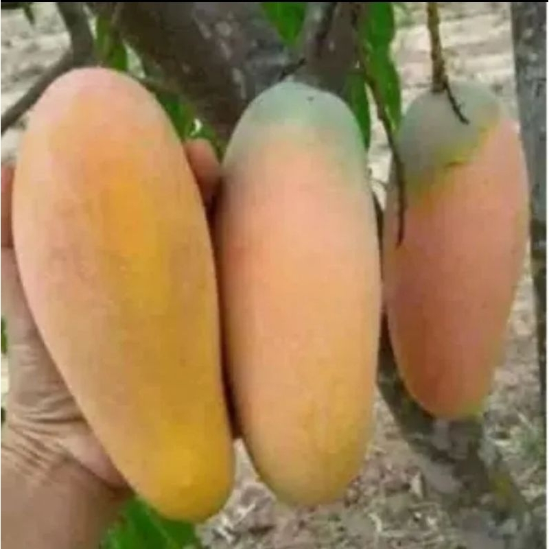 bibit mangga chokanan hasil okulasi siap berbuah