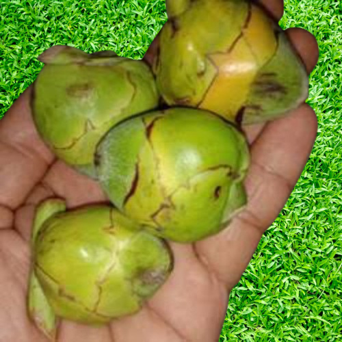 

Beluluk Kelapa, Buruluk Kelapa, Nala; Kelapa, Tembuluk Kelapa Muda Fresh isi 12Buah Obat Diabetes/Kencing Manis