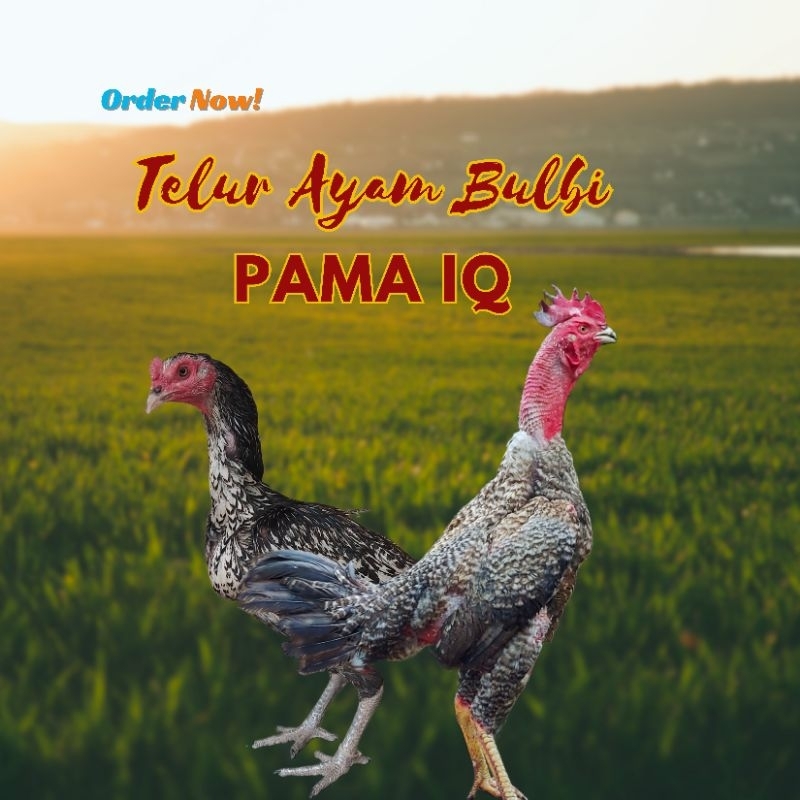 Telur Ayam PAMA IQ BULBI UNTUK DI TERTASKAN 3 BUTIR