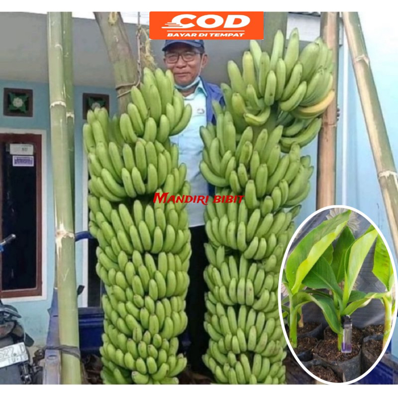 

pisang mulyol dempit