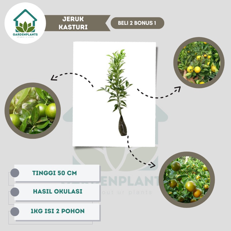 Bibit jeruk limau kasturi/jeruk sambal