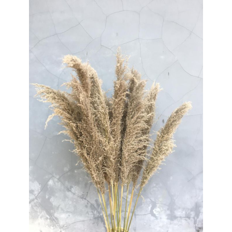 Bunga Kering Aesthetic Flowers bunga pampas kering bunga gunung Rumput Pampas kering Bunga Asli