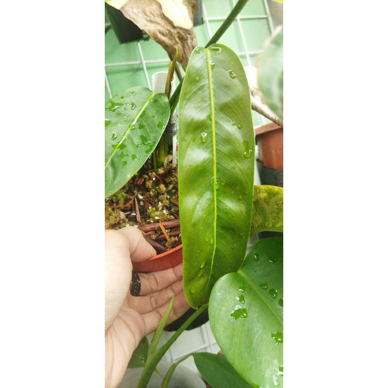 Philodendron Patriciae