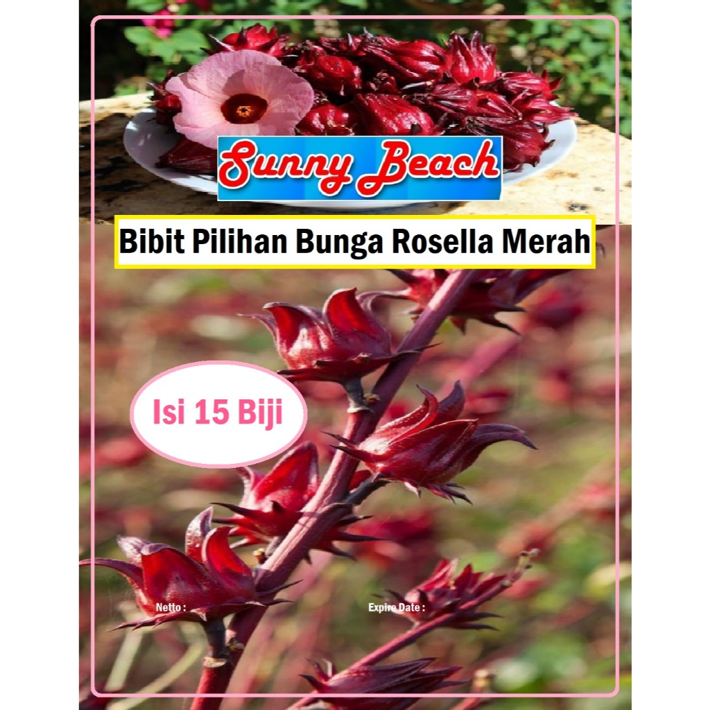 Bibit Pilihan Bunga Rosella Merah | Benih Bunga Rosella Merah