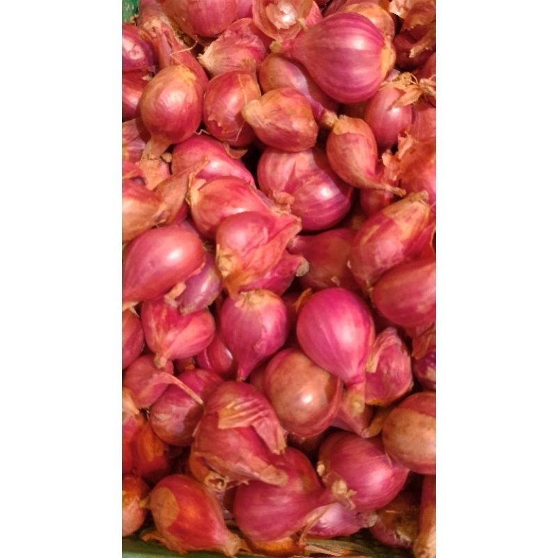 

Bawang Merah Brebes