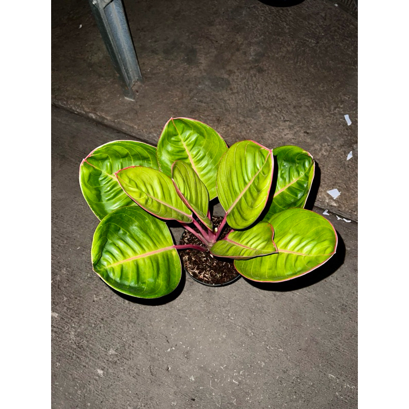 Aglonema Lipstik Cobra Daun Bulat