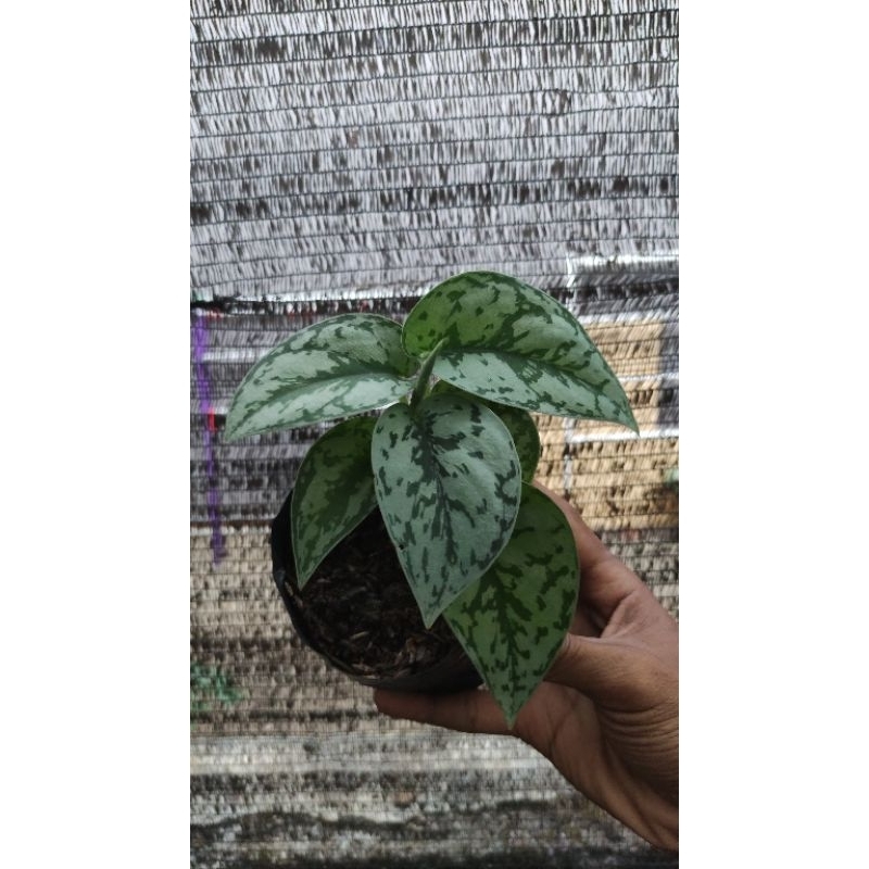 Scindapsus Silver Lady