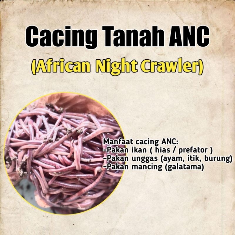 CACING ANC/CACING TANAH/CACING/CACING TANAH HIDUP