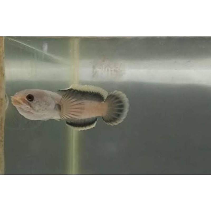 LIMBATA CB ZISE 7-8cm  SINGLE TANK MANGAP MANGAP (BISA COD)