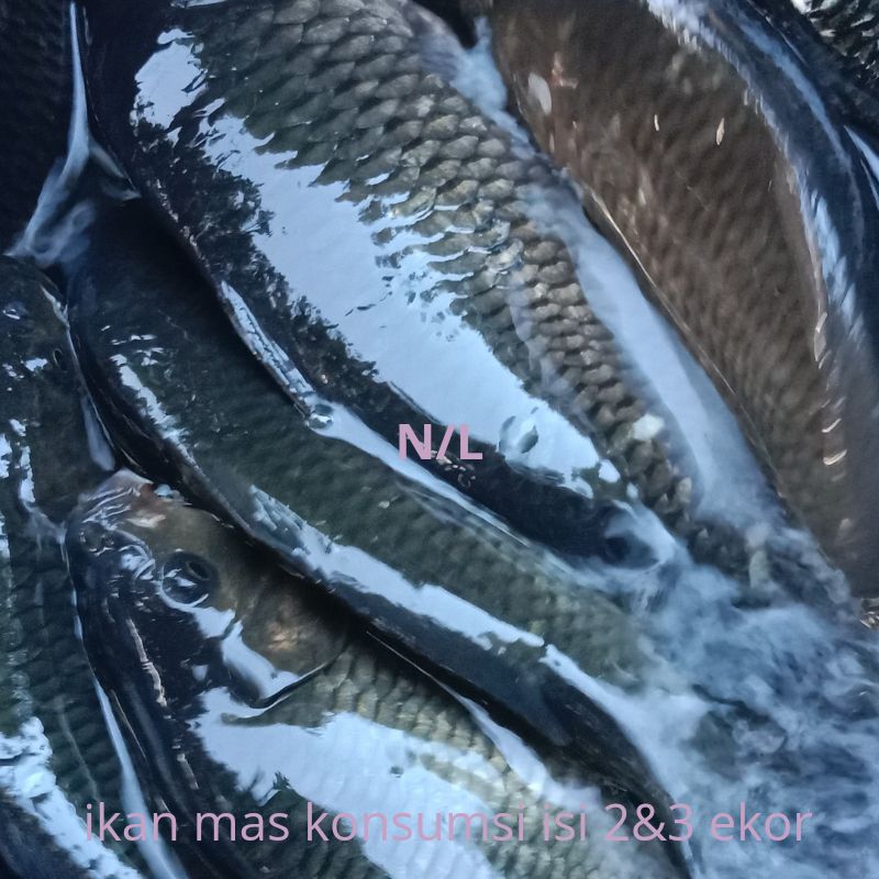 

ikan mas konsumsi 1 kg (isi2-3 ekor)