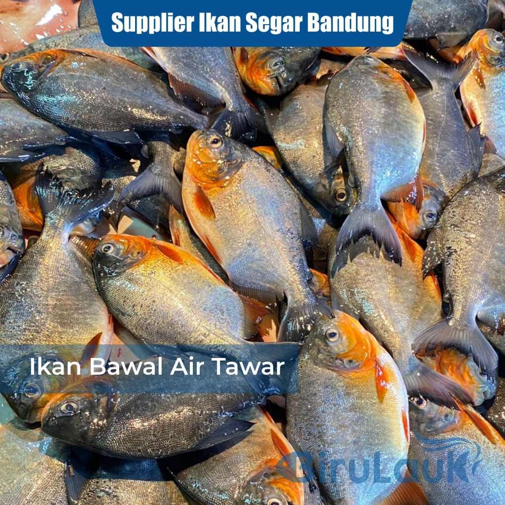 

IKAN BAWAL AIR TAWAR SEGAR BANDUNG