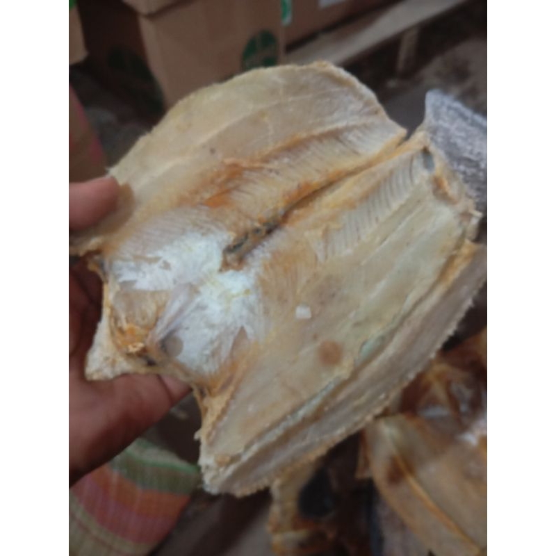 

ikan gabus asin super istimewa (ikan kutok) tangkapan alam kalimantan 500 gram