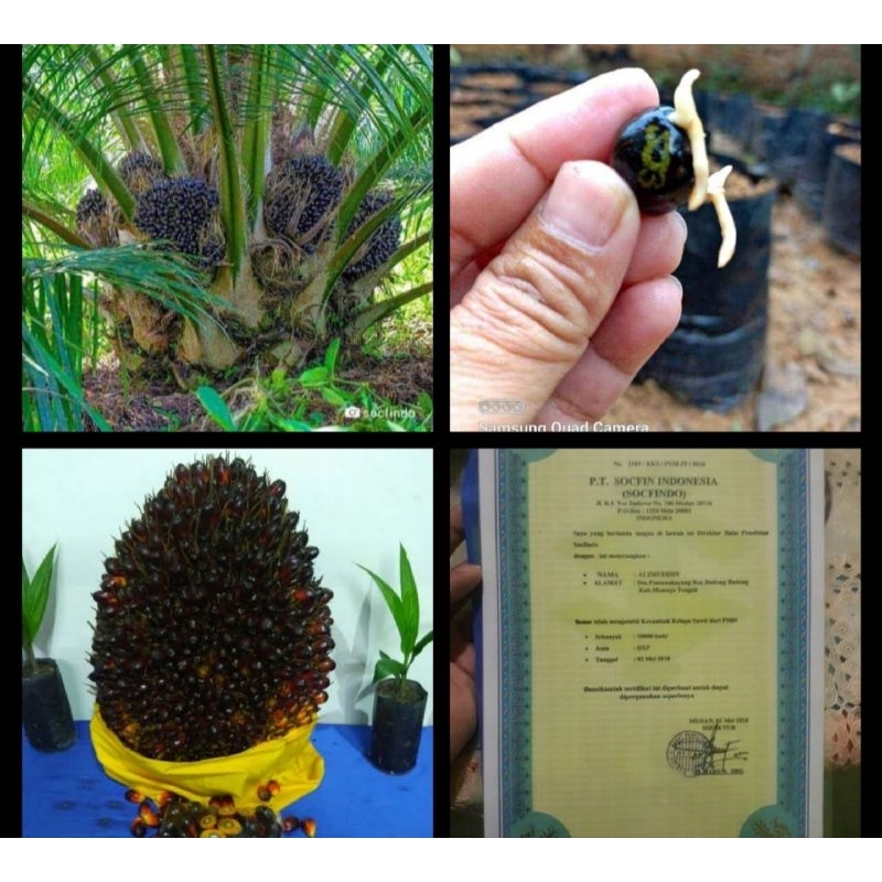 100 butir Benih Bibit Polong Sawit SOCFINDO asli