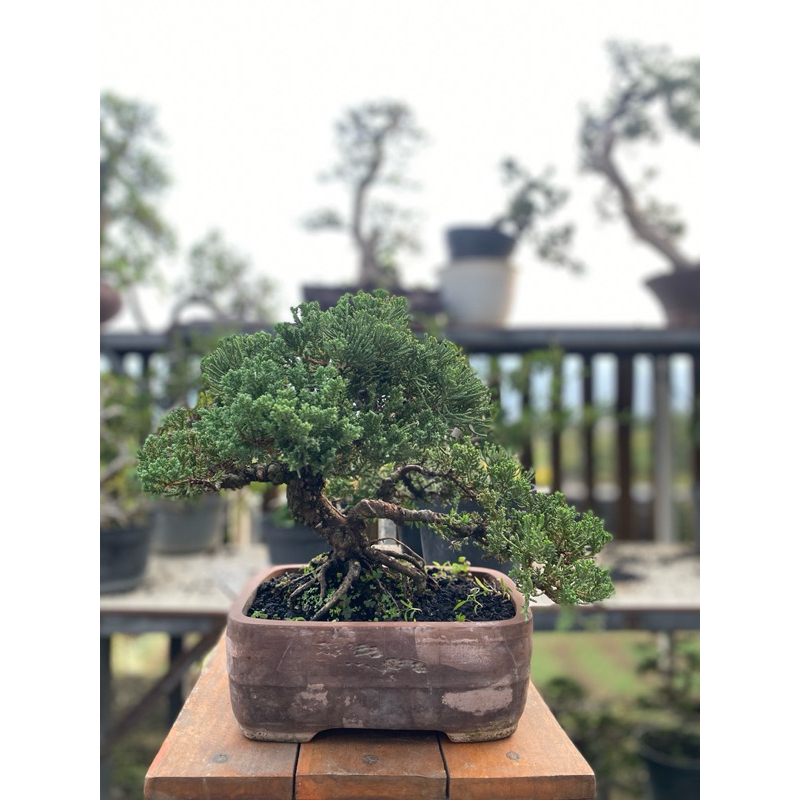 Bonsai Cemara Pingpong Dwarf
