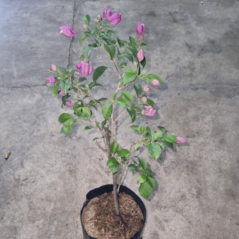 bougenville anggur ungu