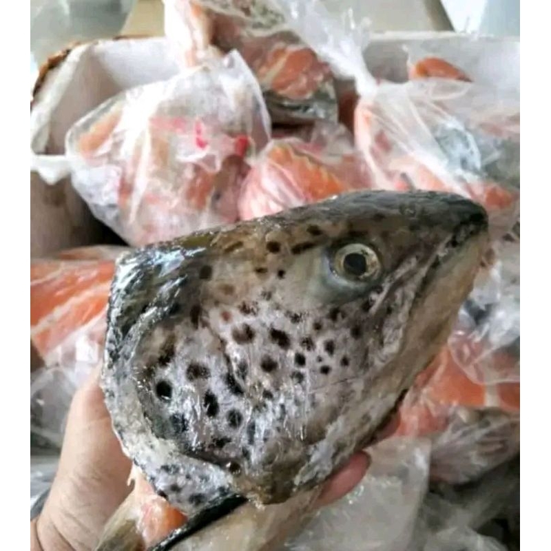 

kepala salmon
