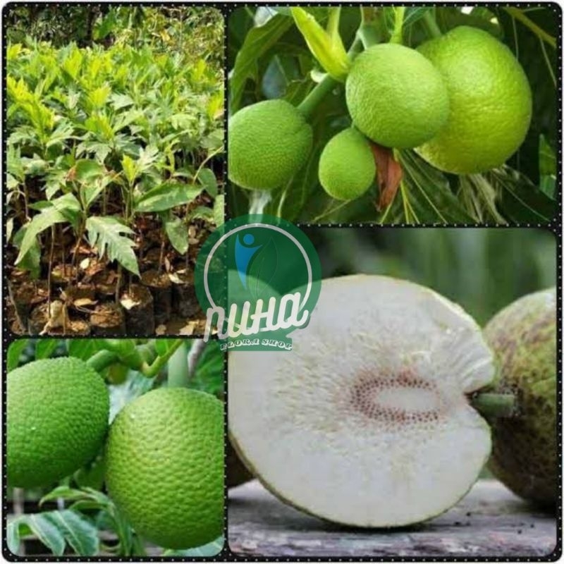 Bibit sukun buah sukun super, bibit sukun genjah