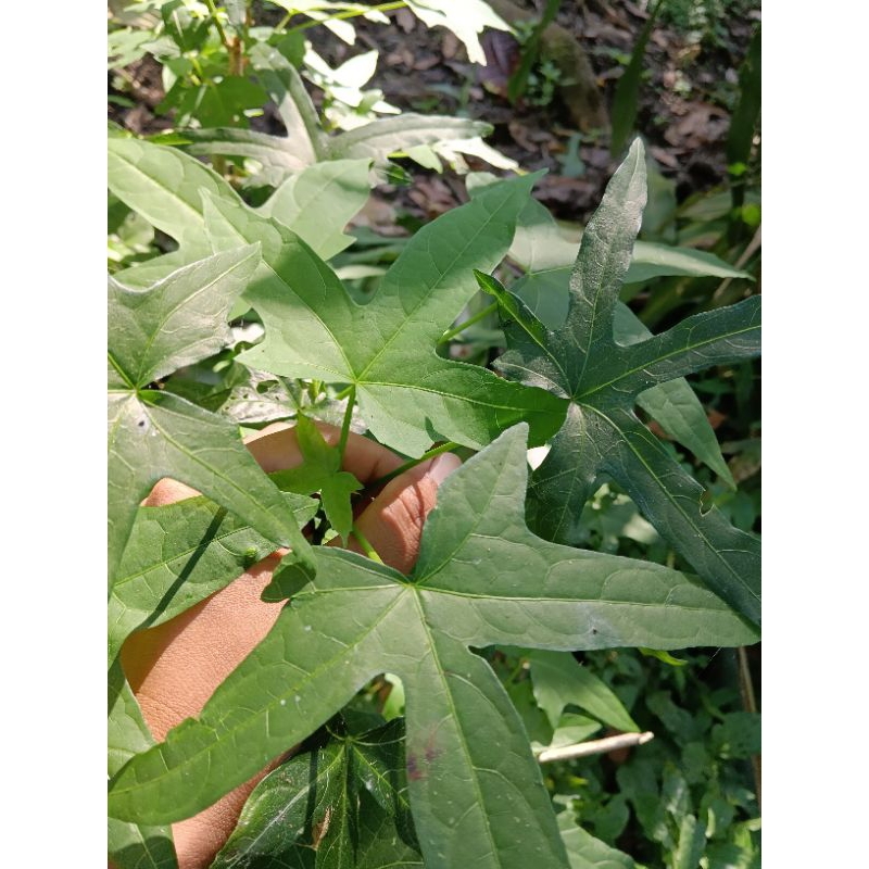 

daun gedi daun pepaya jepang daun mustajab 500 gram
