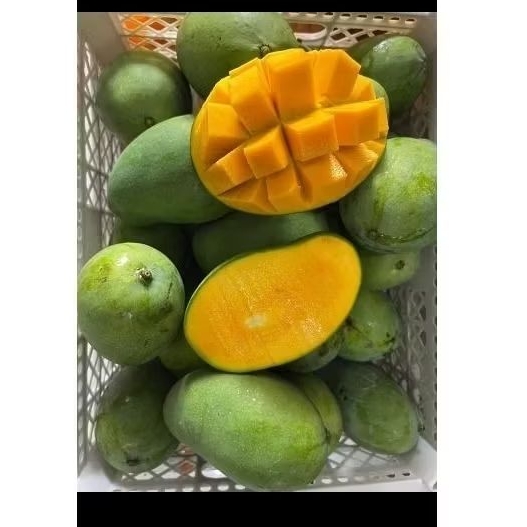 Mangga Gadung Masak Pohon