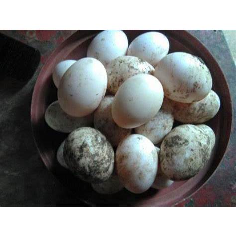 

Telur Bebek Mentah 3 Butir (Jogja dan sekitarnya)