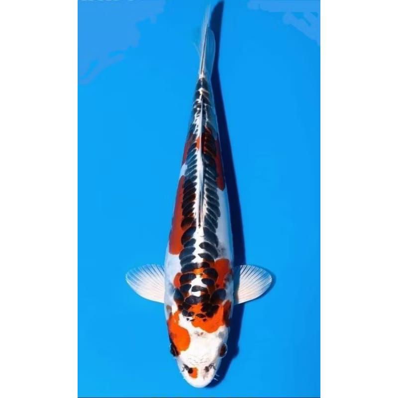 

TERBAIK KOI SHUSUI / KIKOKRUYU BLITAR BERKUALITAS UKURAN 20-25CM