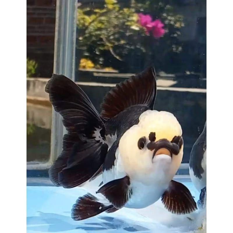 

PANDA THRE3COLOR KOKI GRADE A PAKET 3 EKOR