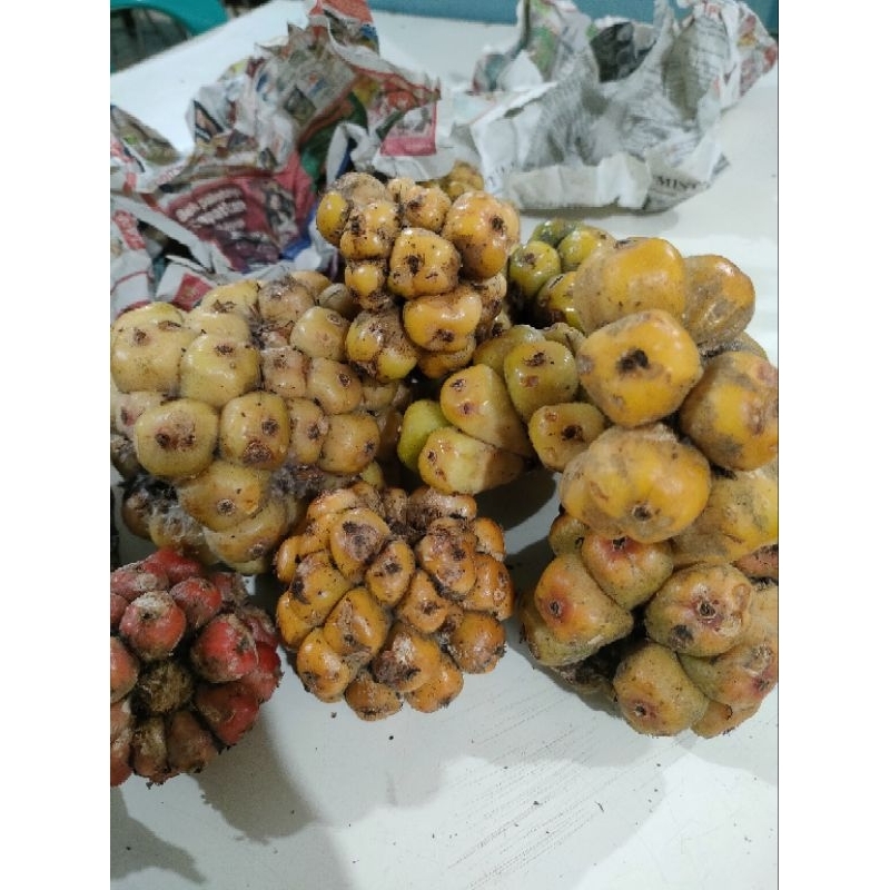 

ACEM PATIKALA/BUAH KECOMBRANG/CEKALA - 1Kg / 1000gram