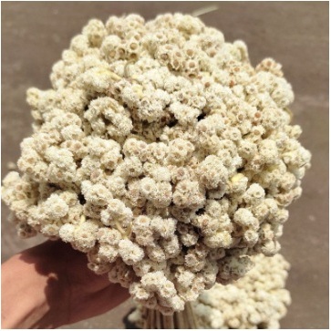 UK IKAT BESAR BUNGA EDELWEIS | JUMBO EDELWEIS | BUNGA EDELWEIS BROMO | EDELWEIS | EDELWEISS |BUNGA K