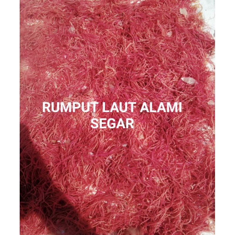 

Rumput-Laut Kering-Alami