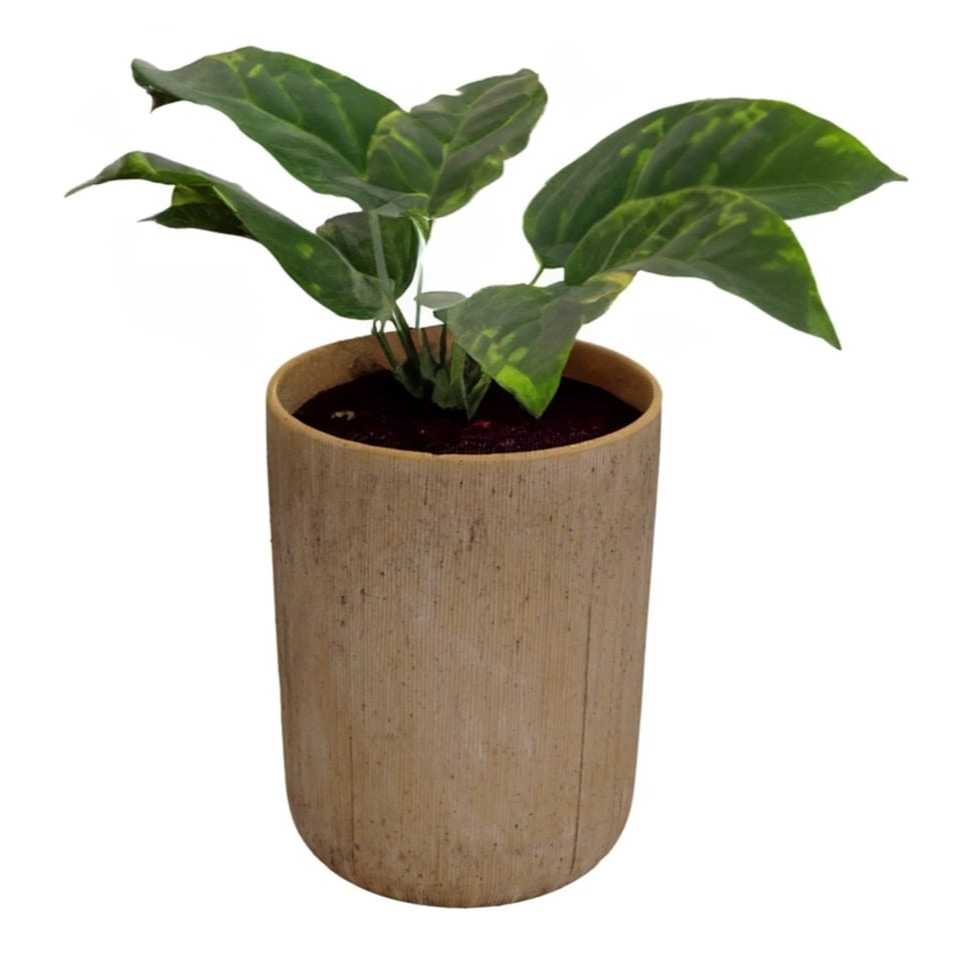 //TANAMAN HIAS//POT BUNGA//DEKORASI RUMAH // INFORMA