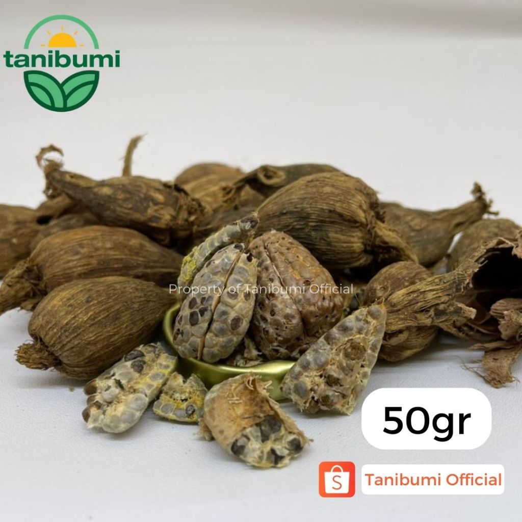 

50g | Kapulaga Hitam Premium Super | Black Cardamom Impor