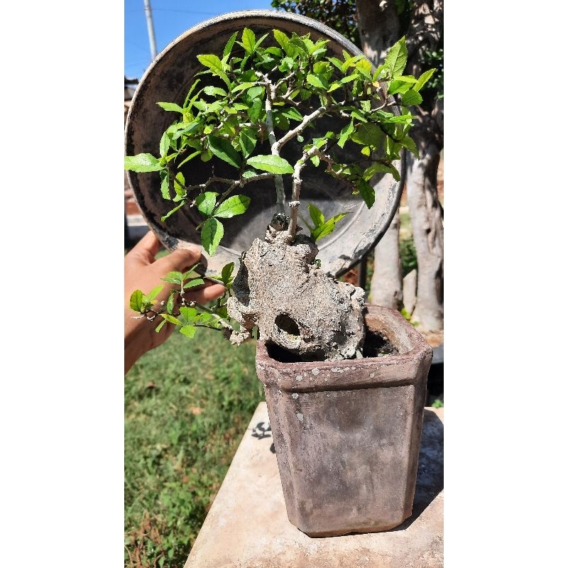 Bonsai Serut bahan on the rock original tinggi -+15cm