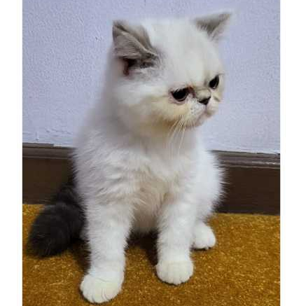 Kitten anak kucing Persia exo peaknose shorthair jantan DOB 15 mei 2024 sudah Vaksin