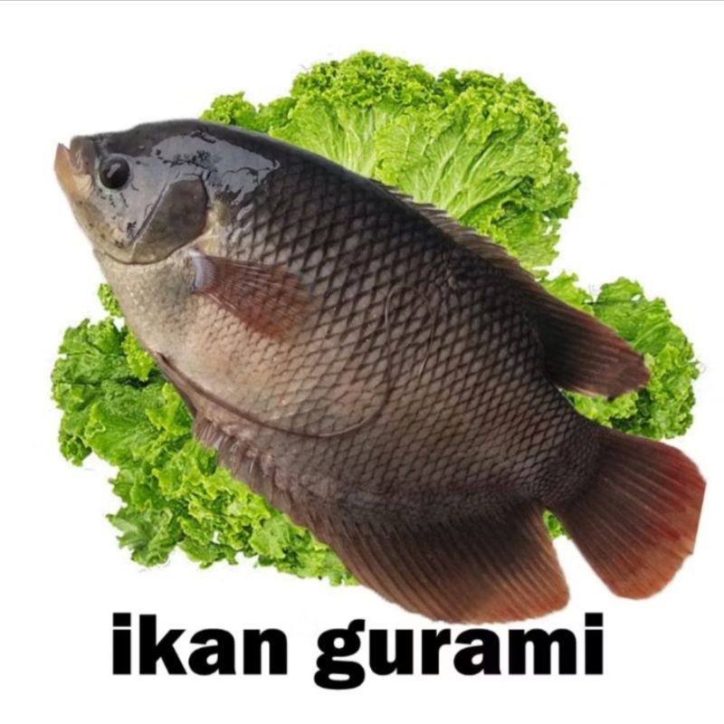 

ikan gurame idup segar tidak bau tanah 800-900grm