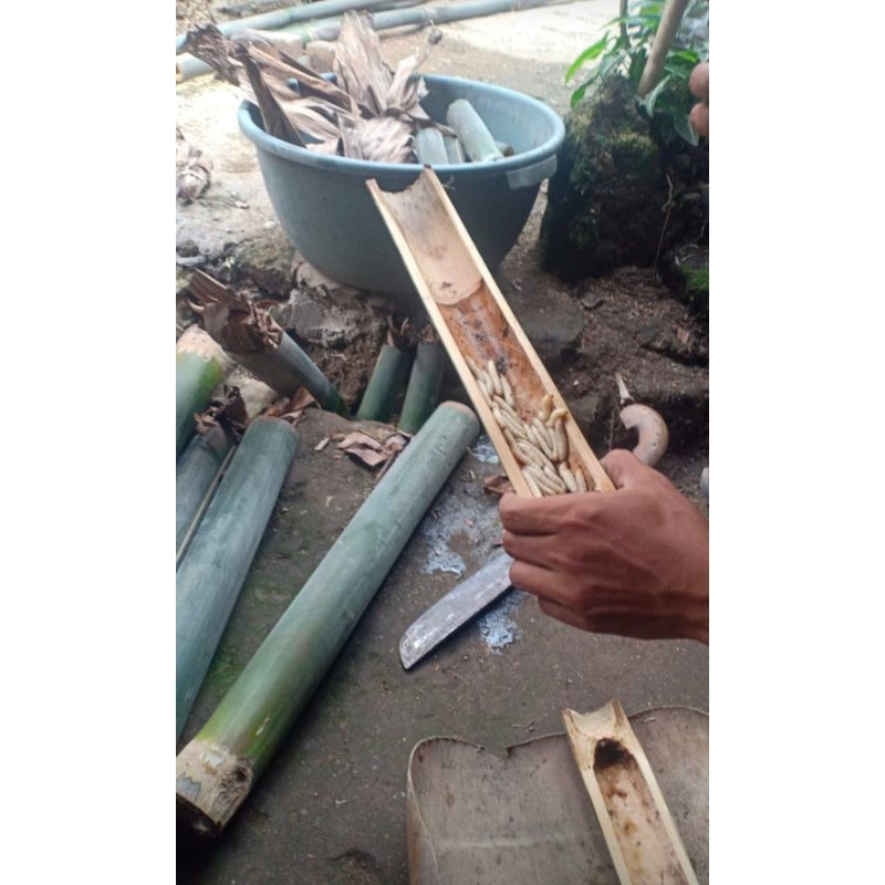 cangcilung ulat bambu isi 20